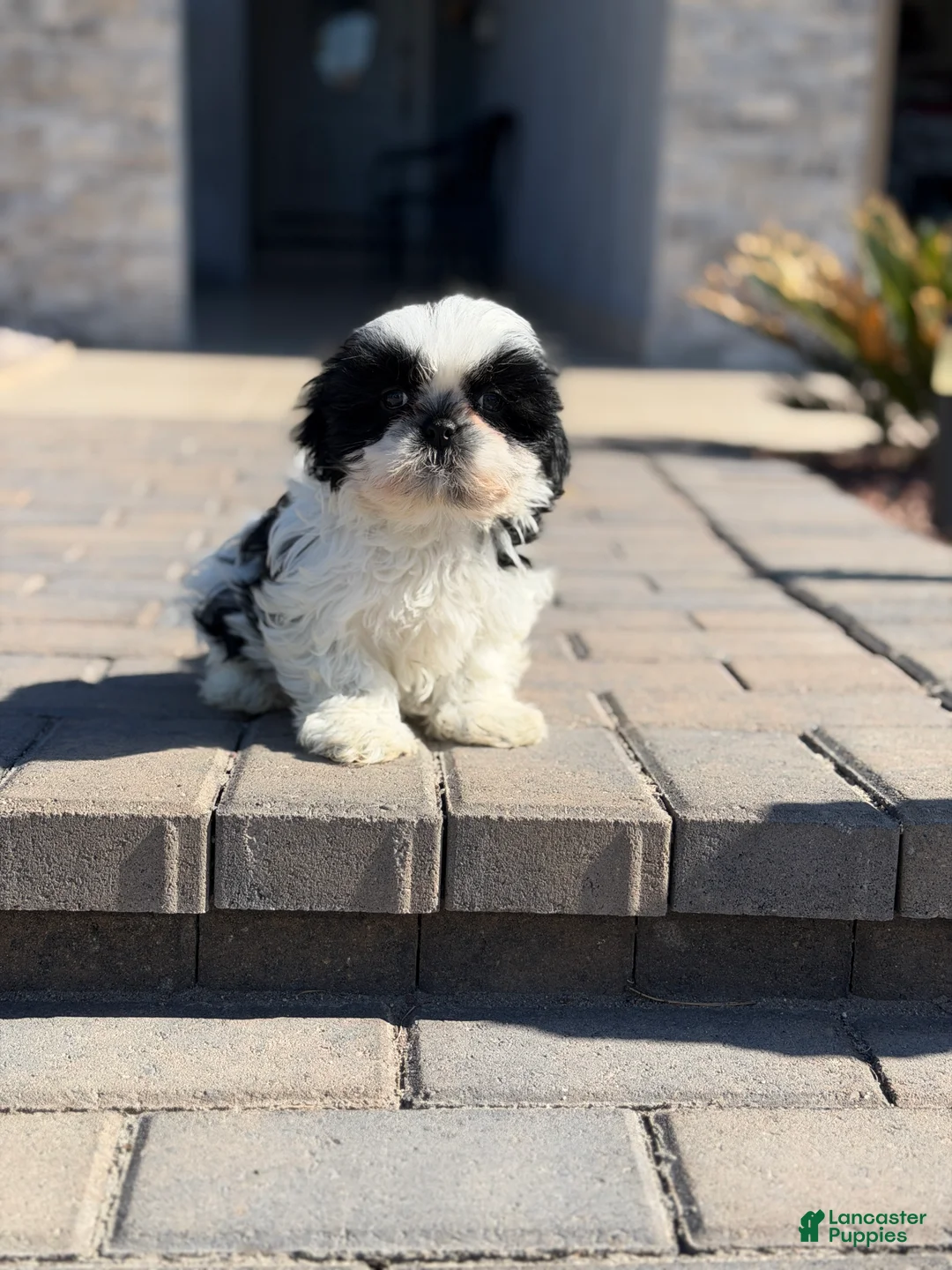 Shih Tzu dogs for sale: Shih Tzu Puppy 2 - Ad 6