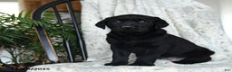 Labrador Retriever dogs for sale: Blackberry - Ad 3