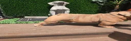 English Bulldog dogs for stud: OPEN FOR STUD - Ad 7