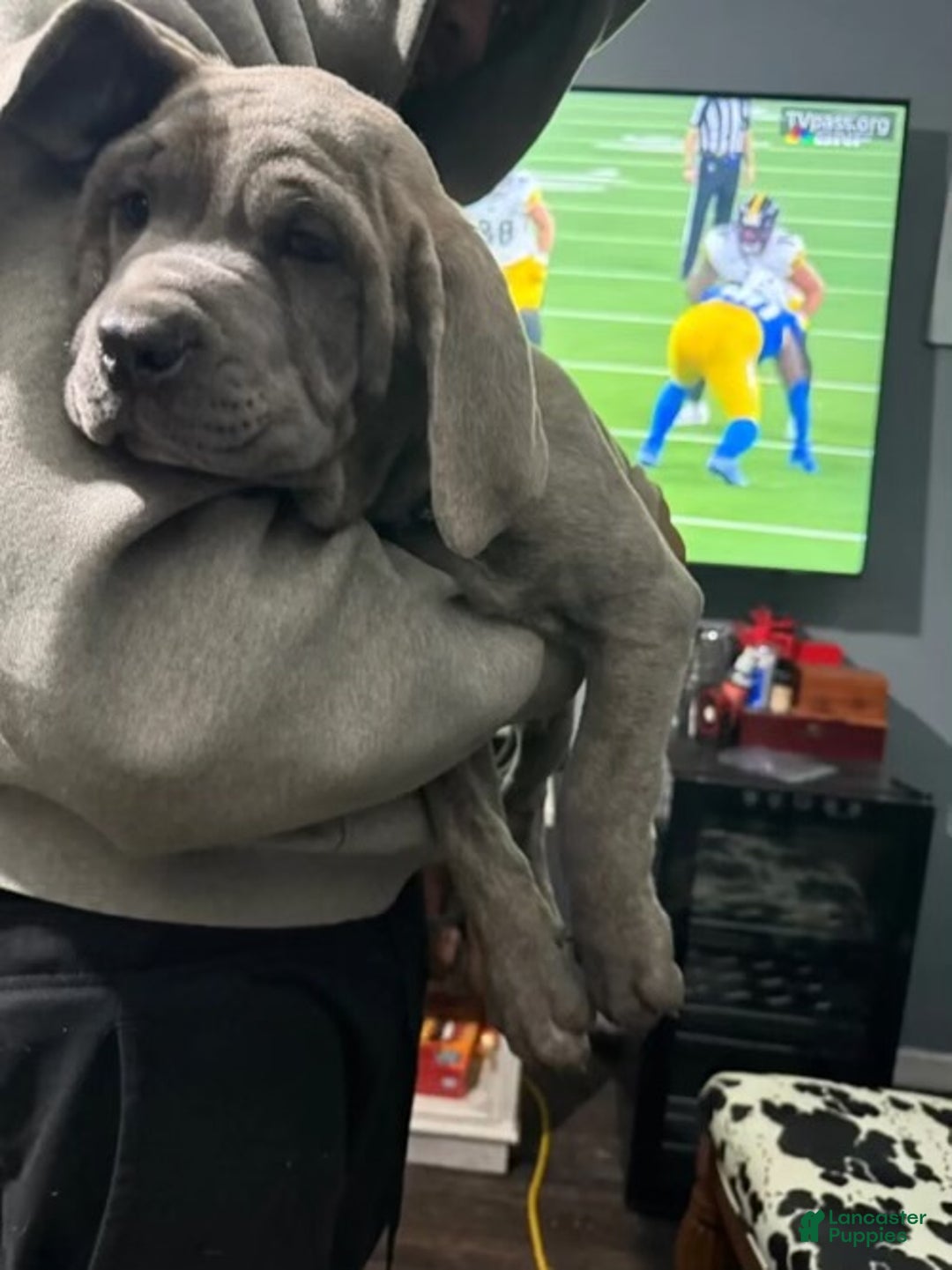 Cane Corso dogs for sale: Cane Corso Puppy 2 - Ad 4