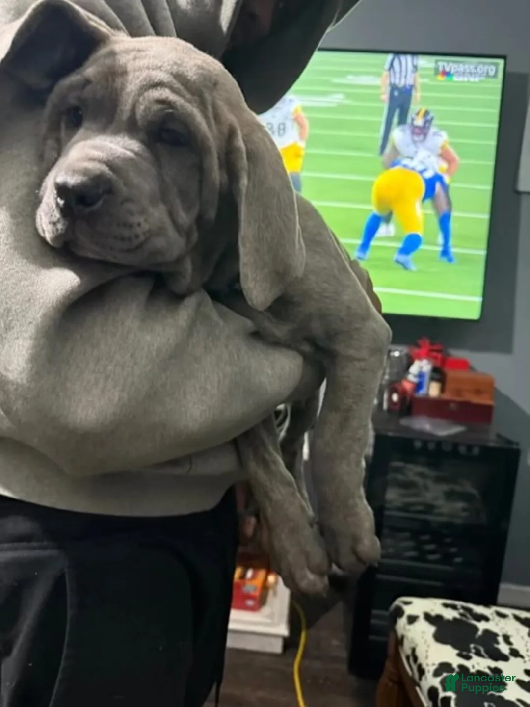 Cane Corso dogs for sale: Cane Corso Puppy 2 - Ad 4