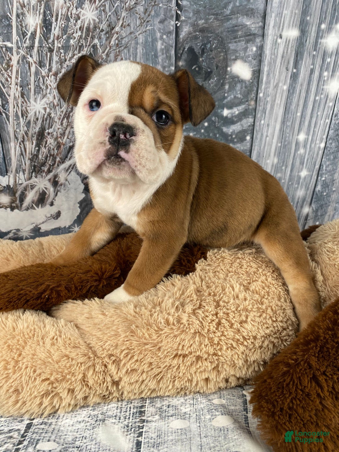 English Bulldog dogs for sale: Nora - Ad 12