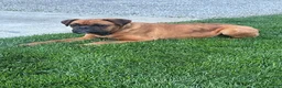 Boxer dogs for sale: Chico - Ad 10