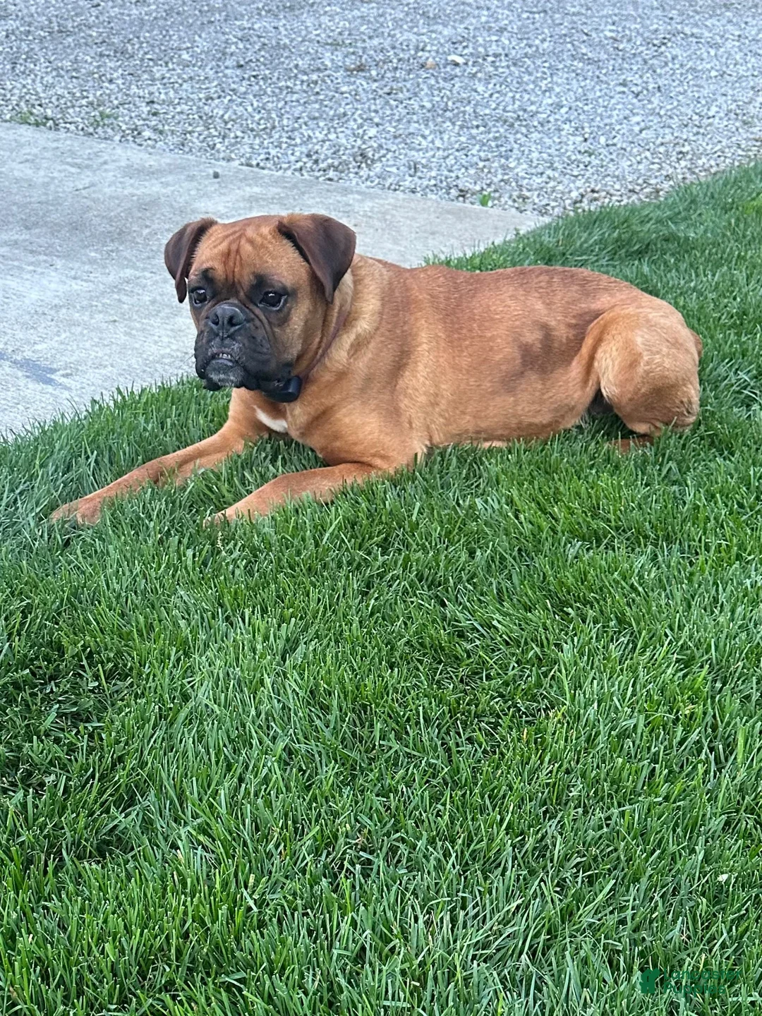 Boxer dogs for sale: Chico - Ad 10