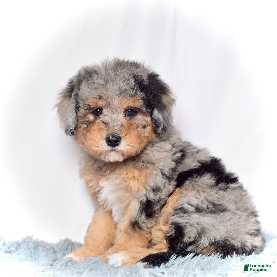 Mini Goldendoodle dogs for sale: Ms. Usha - Ad 2