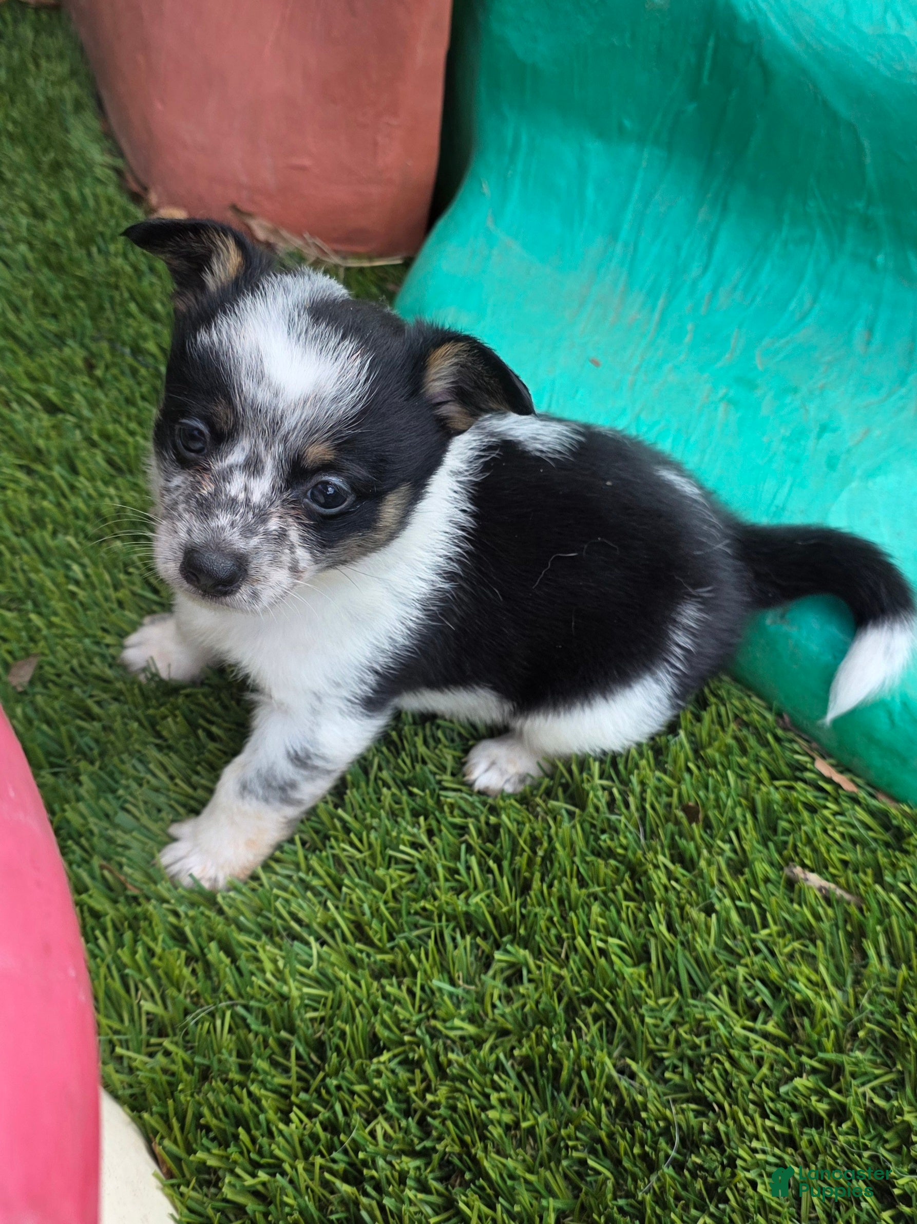 Mixed Breed dogs Freckles (mini cowboy corgi) - Ad 1