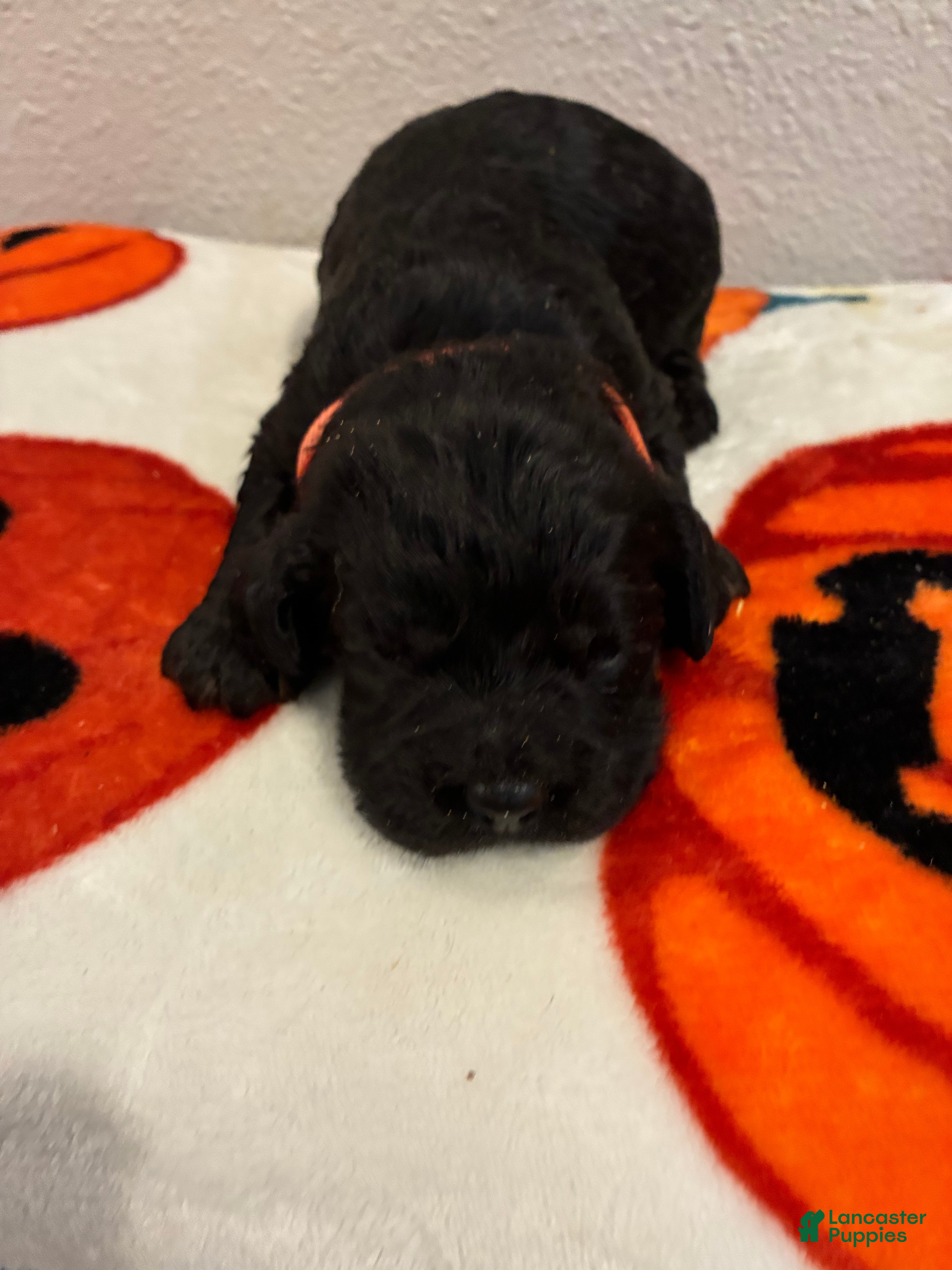 Cockapoo dogs Cockapoo 1 - Ad 2