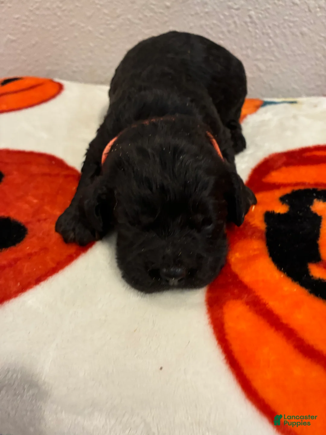 Cockapoo dogs for sale: Cockapoo 1 - Ad 2