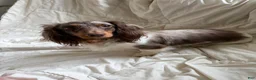 Miniature Dachshund dogs for sale: Miniature Dachshund long coat dapple - Ad 3
