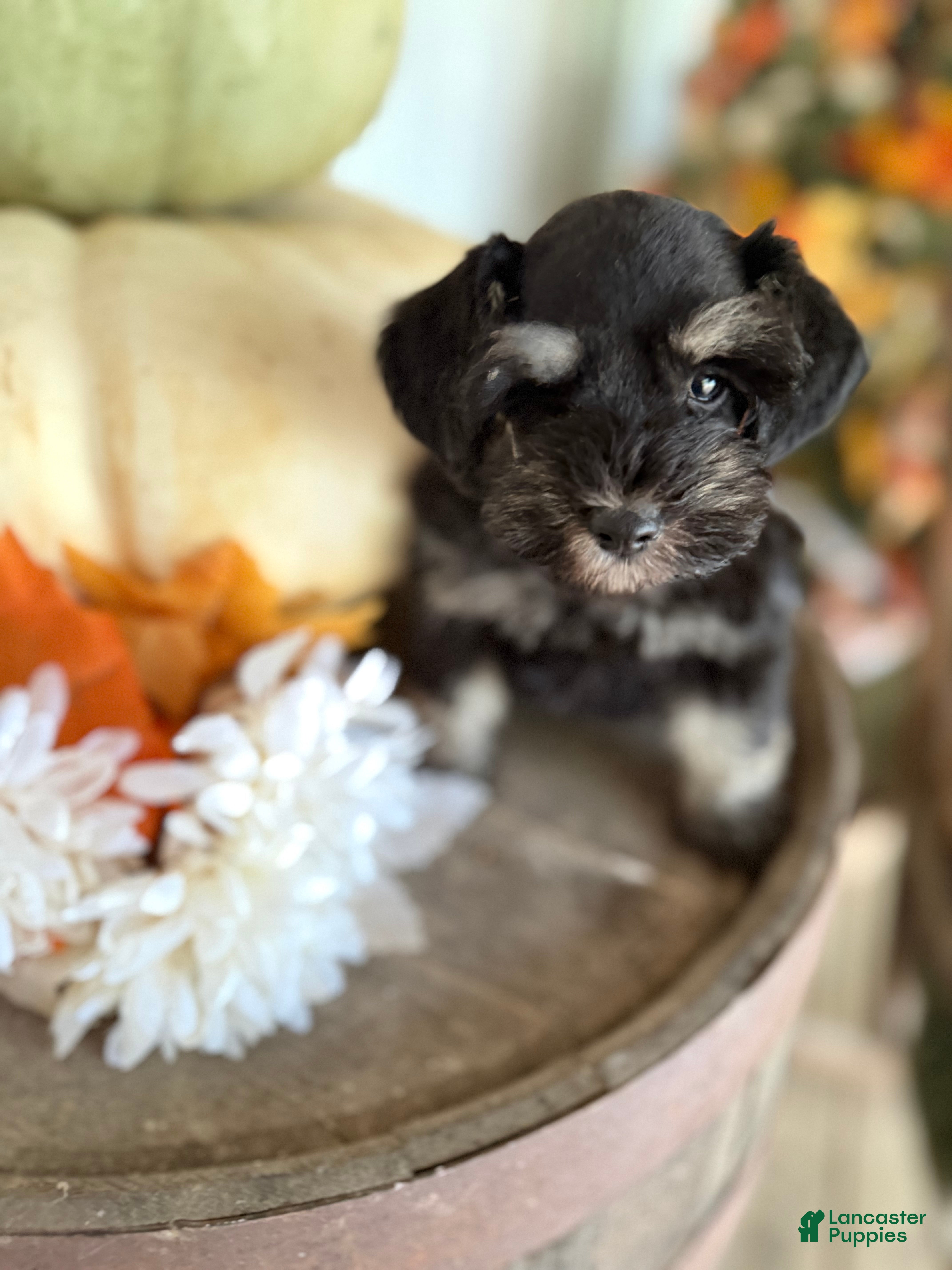 Miniature Schnauzer dogs Miniature Schnauzer 5 - Ad 17