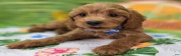 Cavapoo dogs for sale: Grub - Ad 10