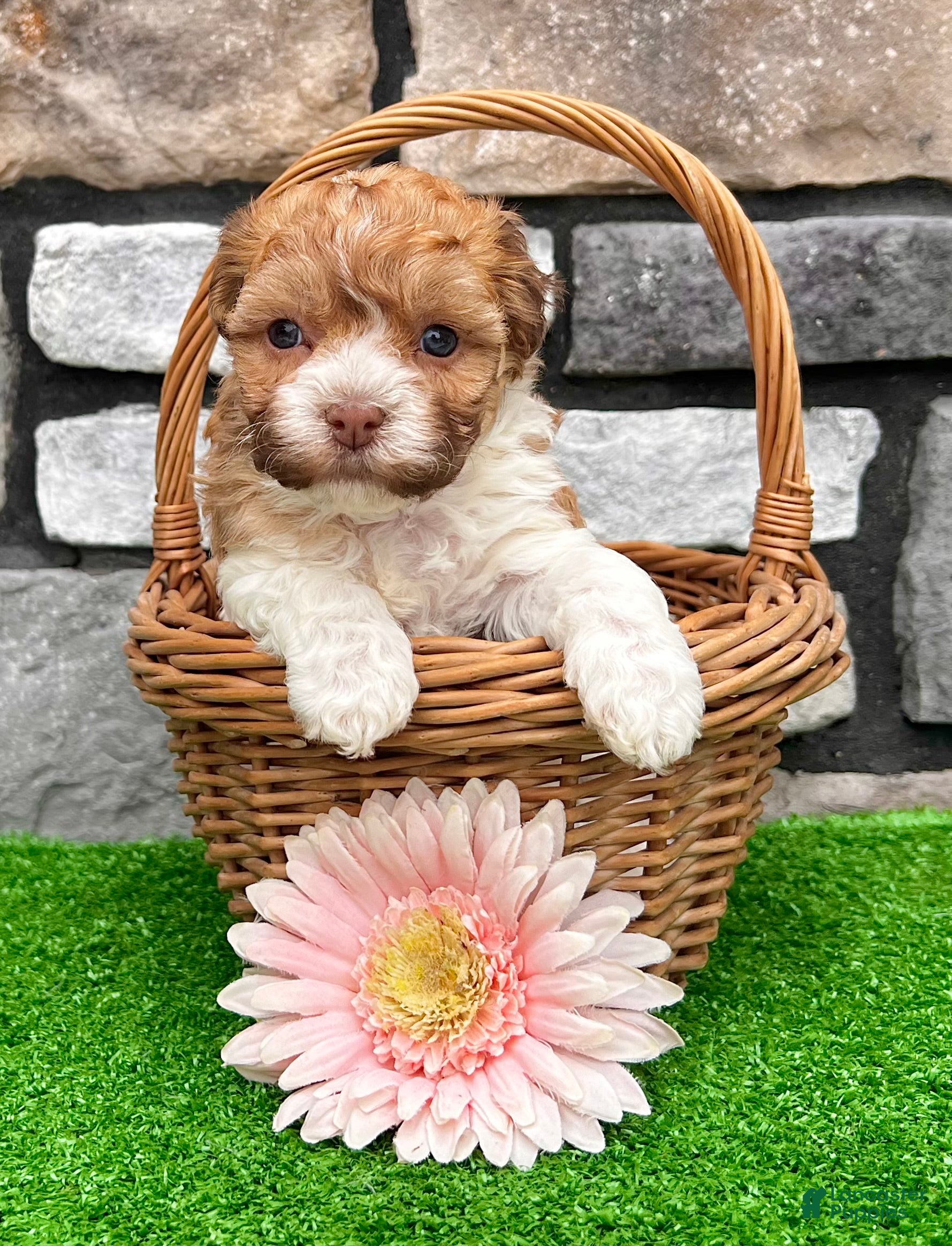 Havanese dogs Lexy - Ad 2