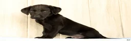 Labrador Retriever dogs for sale: Boomer - Ad 5