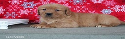 Golden Retriever dogs for sale: Berry - Ad 1
