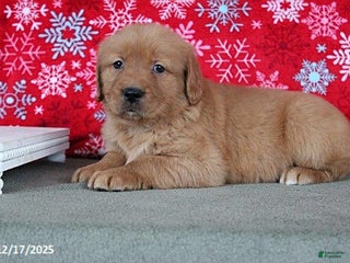 Golden Retriever dogs Berry - Ad 37