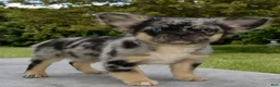 Mixed Breed dogs for sale: Ruby blue eyes merle - Ad 5