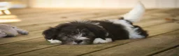 Havanese dogs for sale: Apollo Havanese  - Ad 3