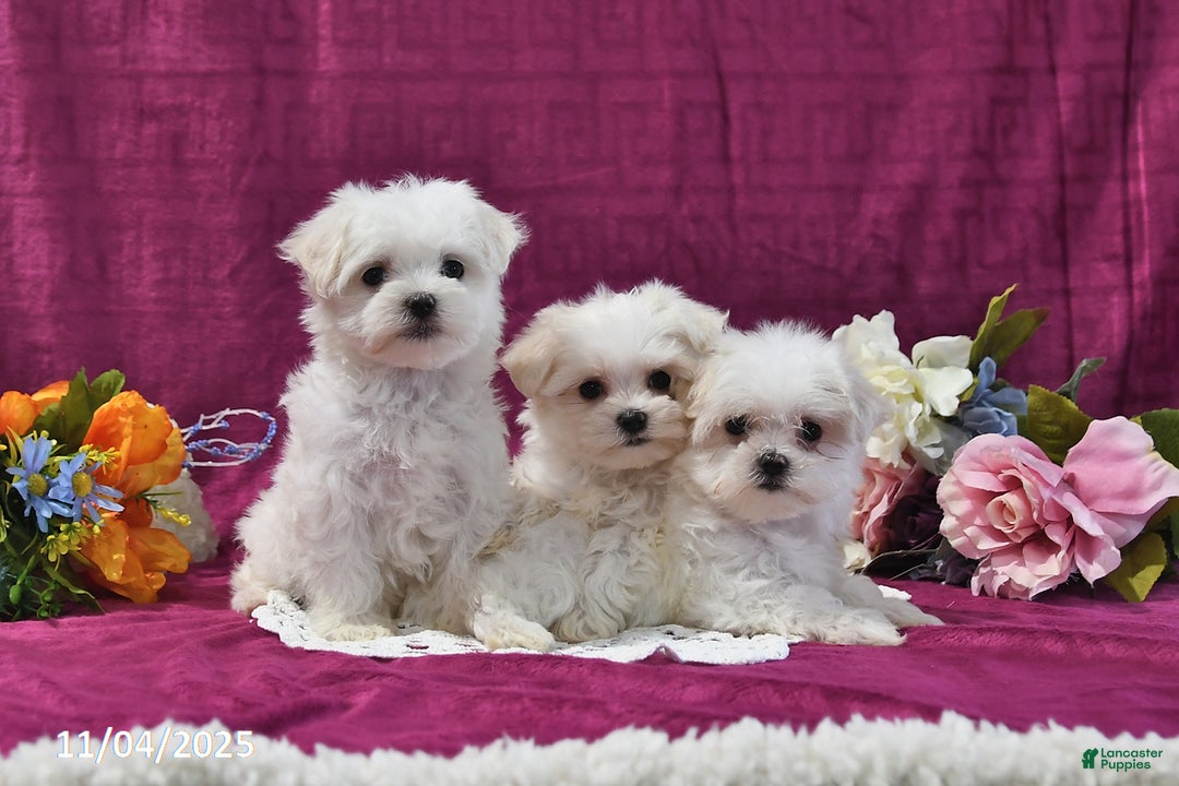 Maltese dogs for sale: Sharla - Ad 3