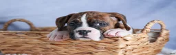 Boxer dogs for sale: Scarlett  - Ad 12