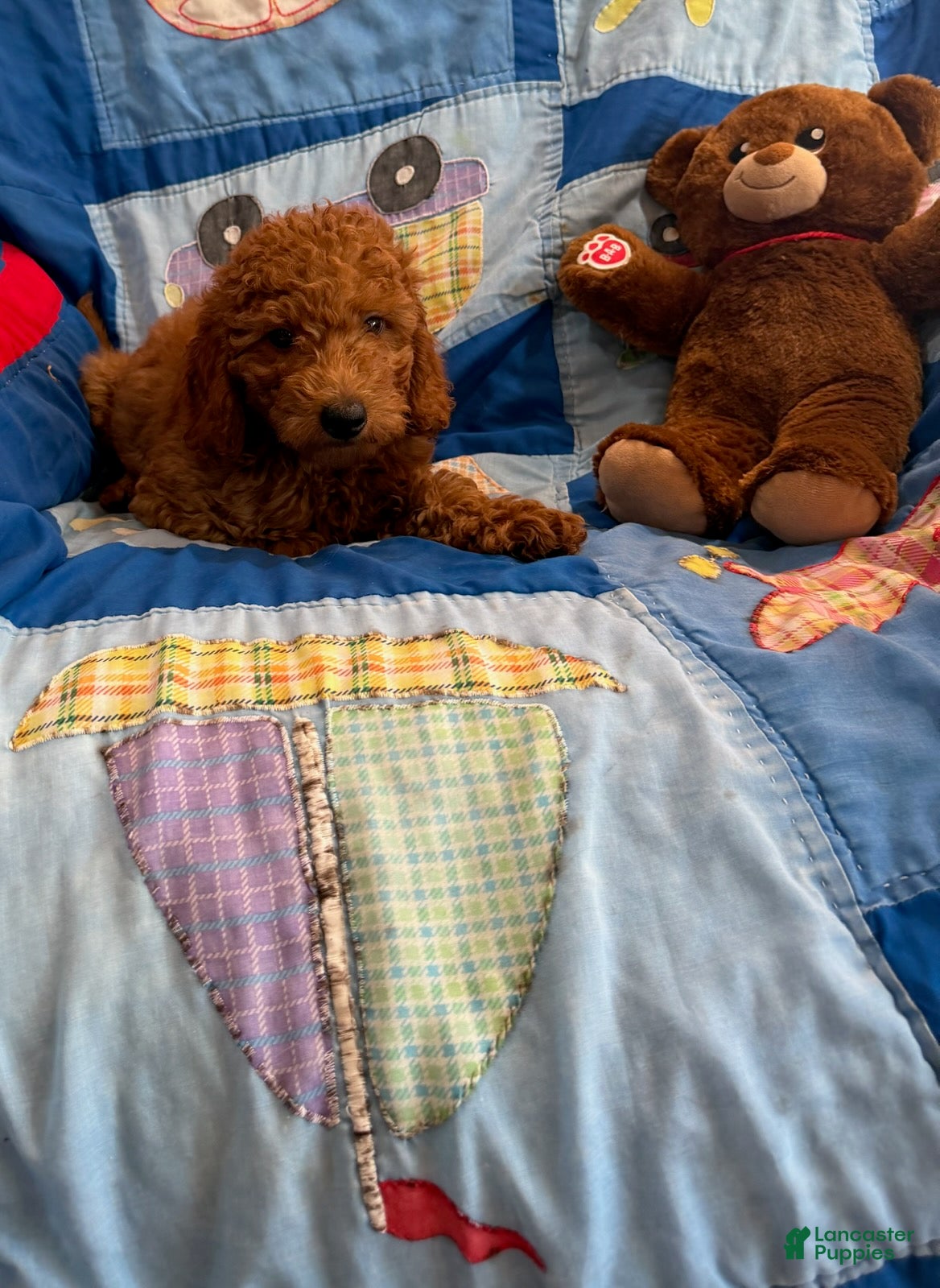 Goldendoodle dogs Prince Petite Goldendoodles  - Ad 2