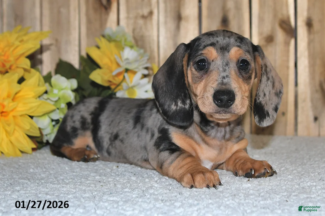 Miniature Dachshund dogs for sale: Wanda - Ad 4