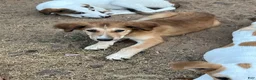 Mixed Breed dogs for sale: Chewbacca  - Ad 1