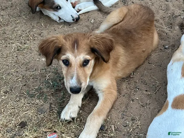 Mixed Breed dogs Chewbacca - Ad 1