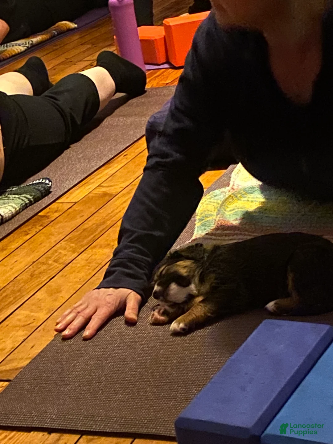 Bernedoodle dogs for sale: Bernedoodle Puppy 1 - Ad 14