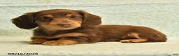 Dachshund dogs for sale: Sandy - Ad 4