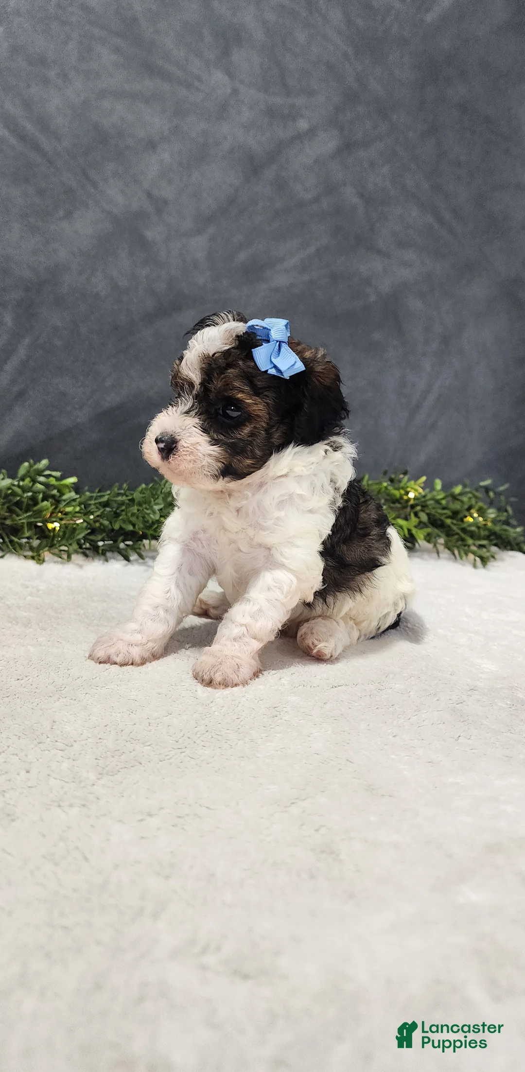 Miniature Poodle dogs for sale: Milo - Ad 2