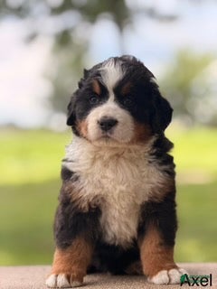 Bernese Mountain Dog dogs Axle - Ad 23