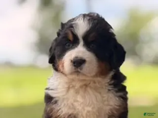 Bernese Mountain Dog dogs Axle - Ad 23