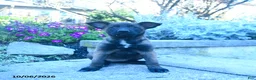 Belgian Malinois dogs for sale: Adele - Ad 3