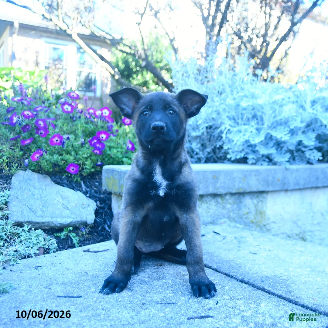 Belgian Malinois dogs for sale: Adele - Ad 3