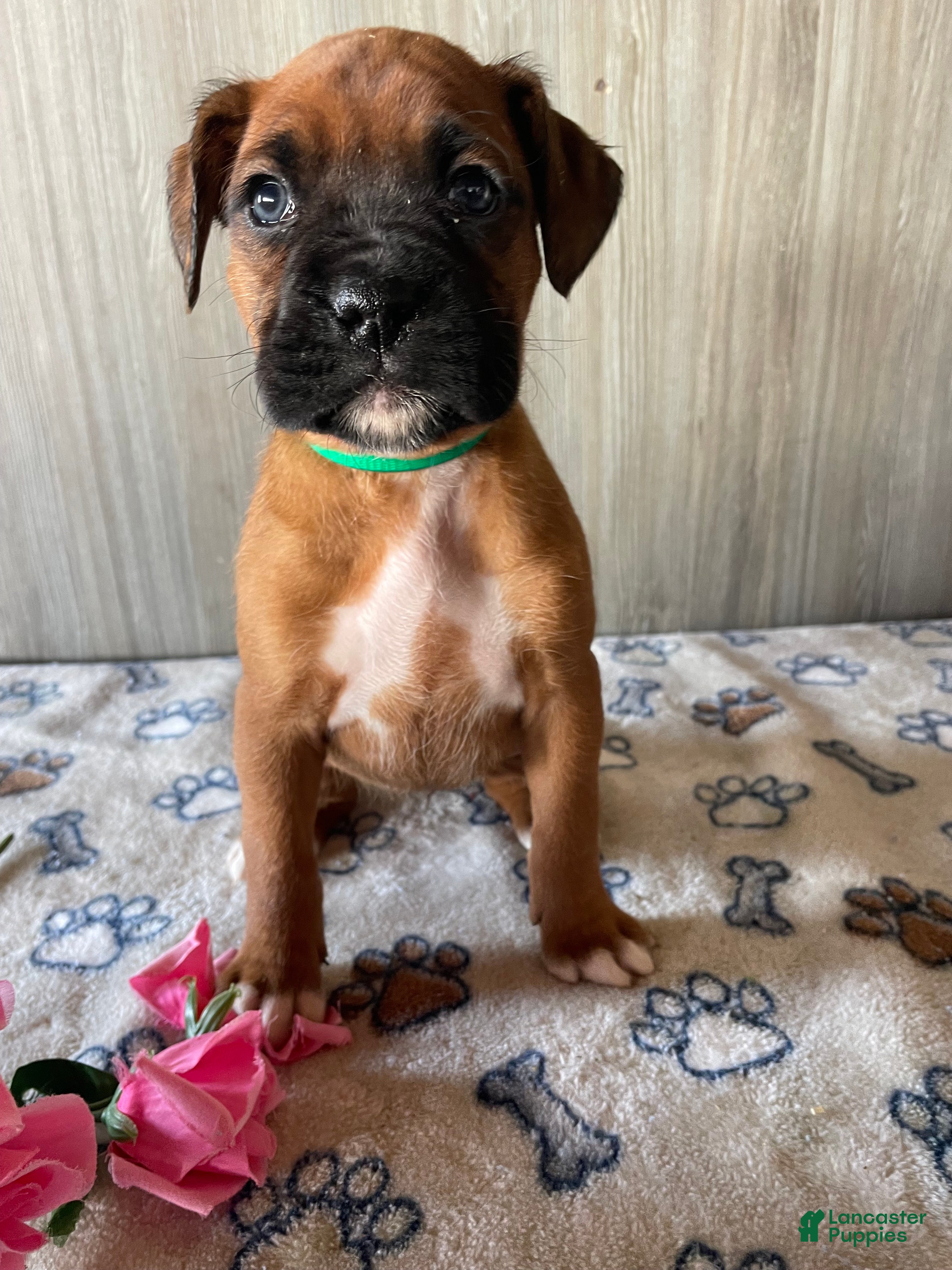 Boxer dogs Bella - Ad 19