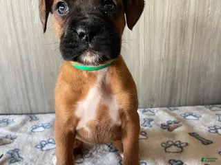 Boxer dogs Bella - Ad 19
