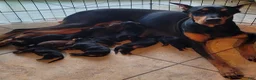 Doberman Pinscher dogs for sale: Akira F2 - Ad 2