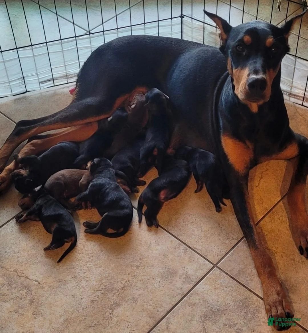Doberman Pinscher dogs for sale: Akira F2 - Ad 2