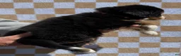 Bernese Mountain Dog dogs for sale: Merica - Ad 2