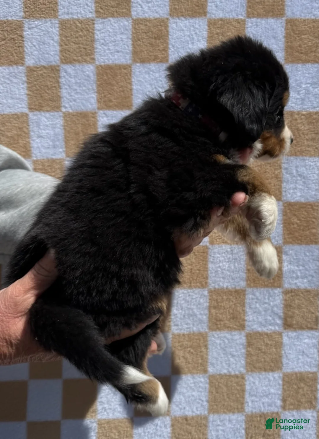 Bernese Mountain Dog dogs for sale: Merica - Ad 2