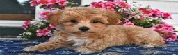 Maltipoo dogs for sale: Cody - Ad 3