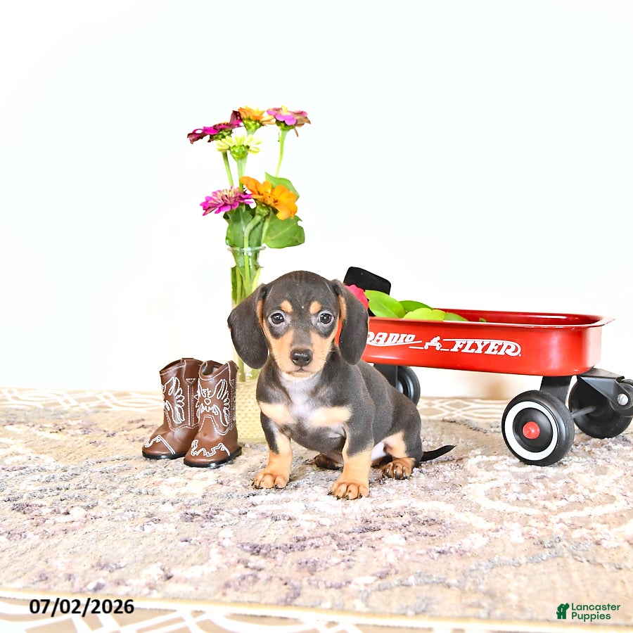 Miniature Dachshund dogs Rosey - Ad 2