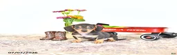 Miniature Dachshund dogs for sale: Rosey - Ad 2
