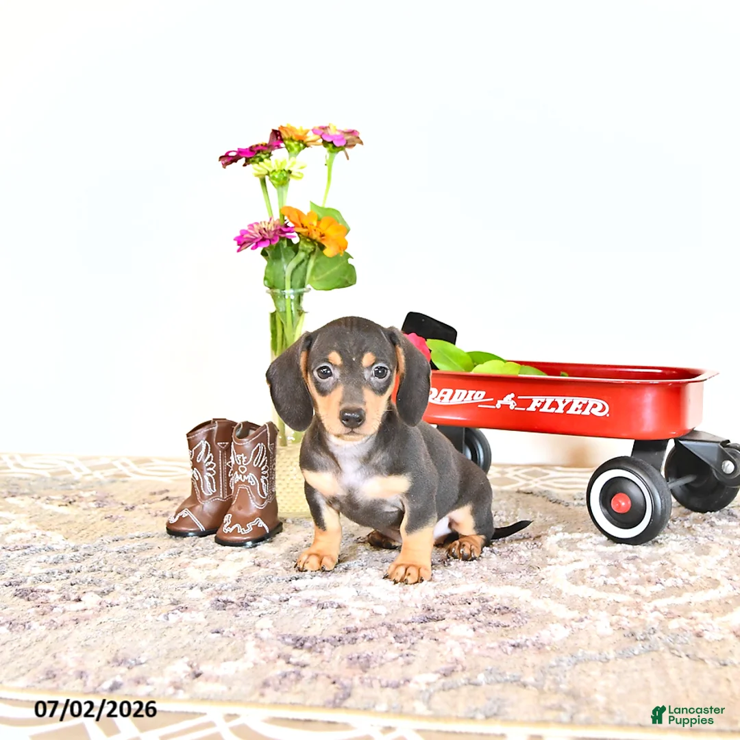 Miniature Dachshund dogs for sale: Rosey - Ad 2