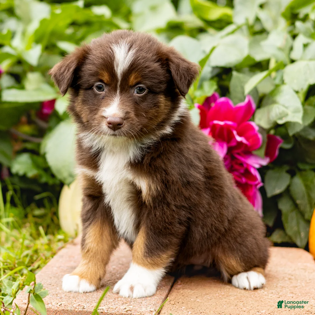 Miniature Australian Shepherd dogs for sale: Kayla - Ad 1