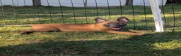 Belgian Malinois dogs for sale: Belgian Malinois 4 - Ad 2