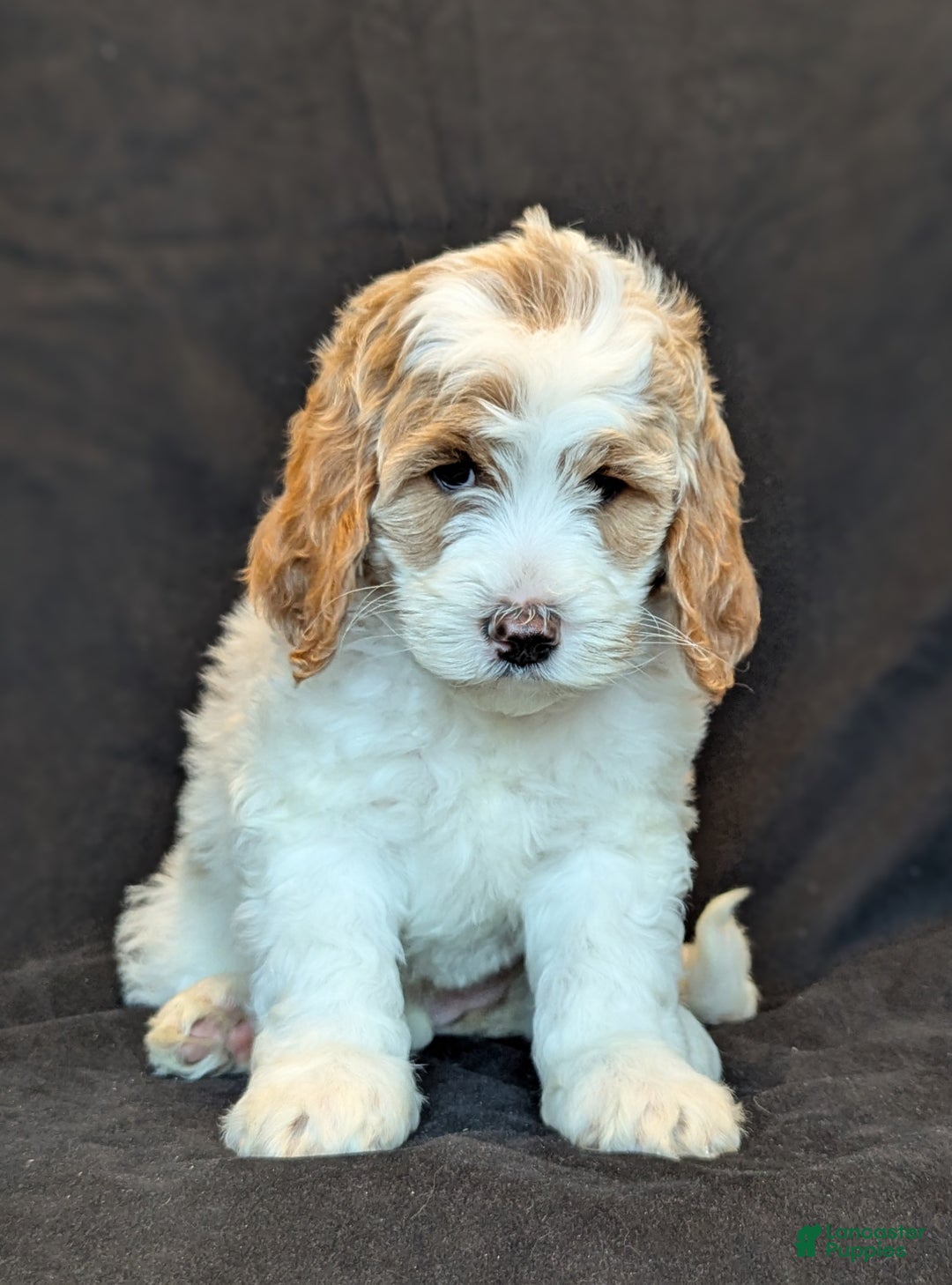 Goldendoodle dogs for sale: Honey  - Ad 10