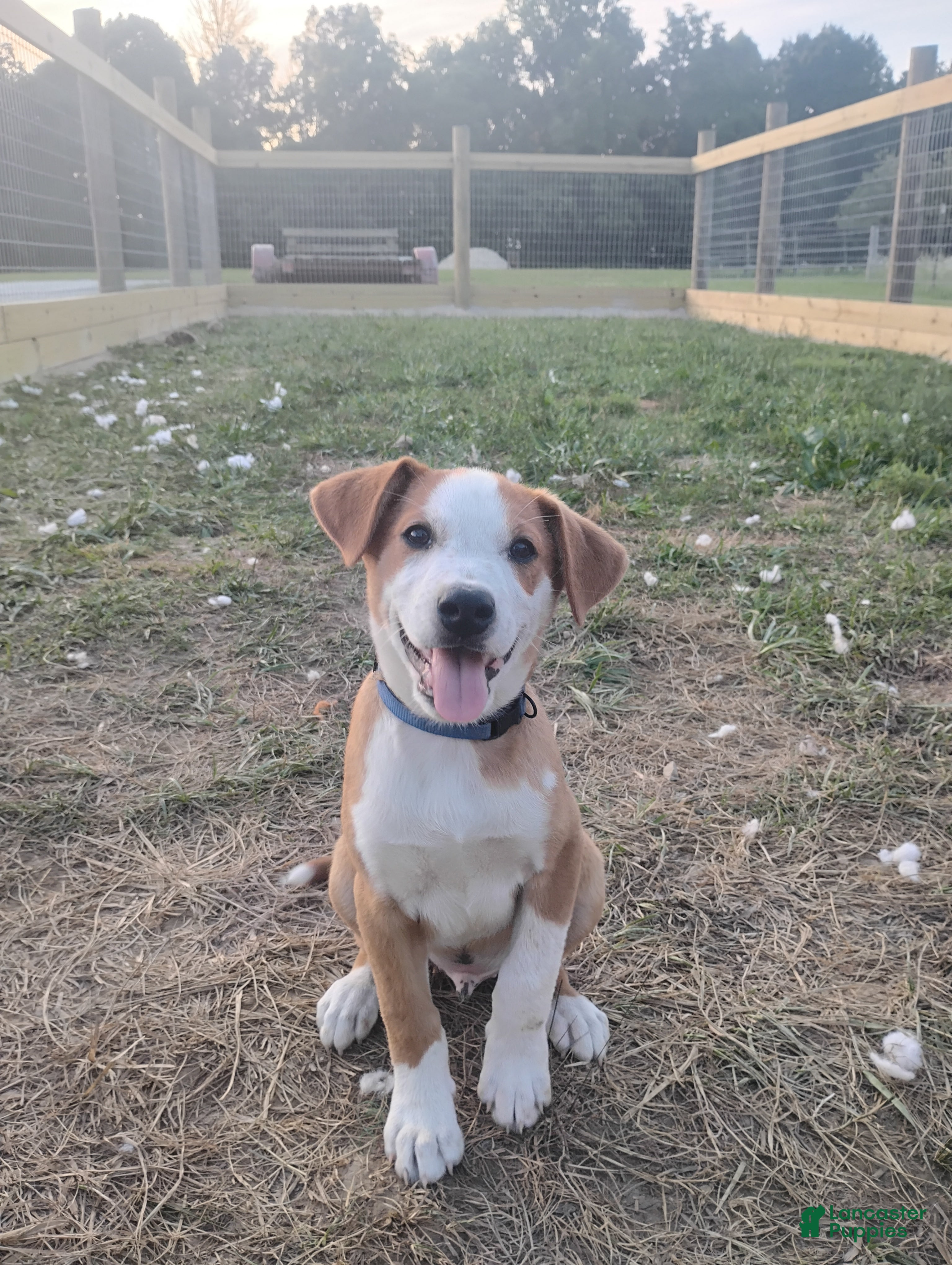Mixed Breed dogs Delta - Ad 27