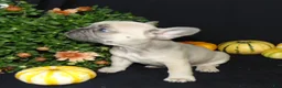 French Bulldog dogs for sale: Murphy - Ad 8