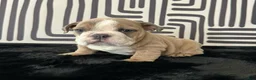 English Bulldog dogs for sale: Bongo - Ad 4